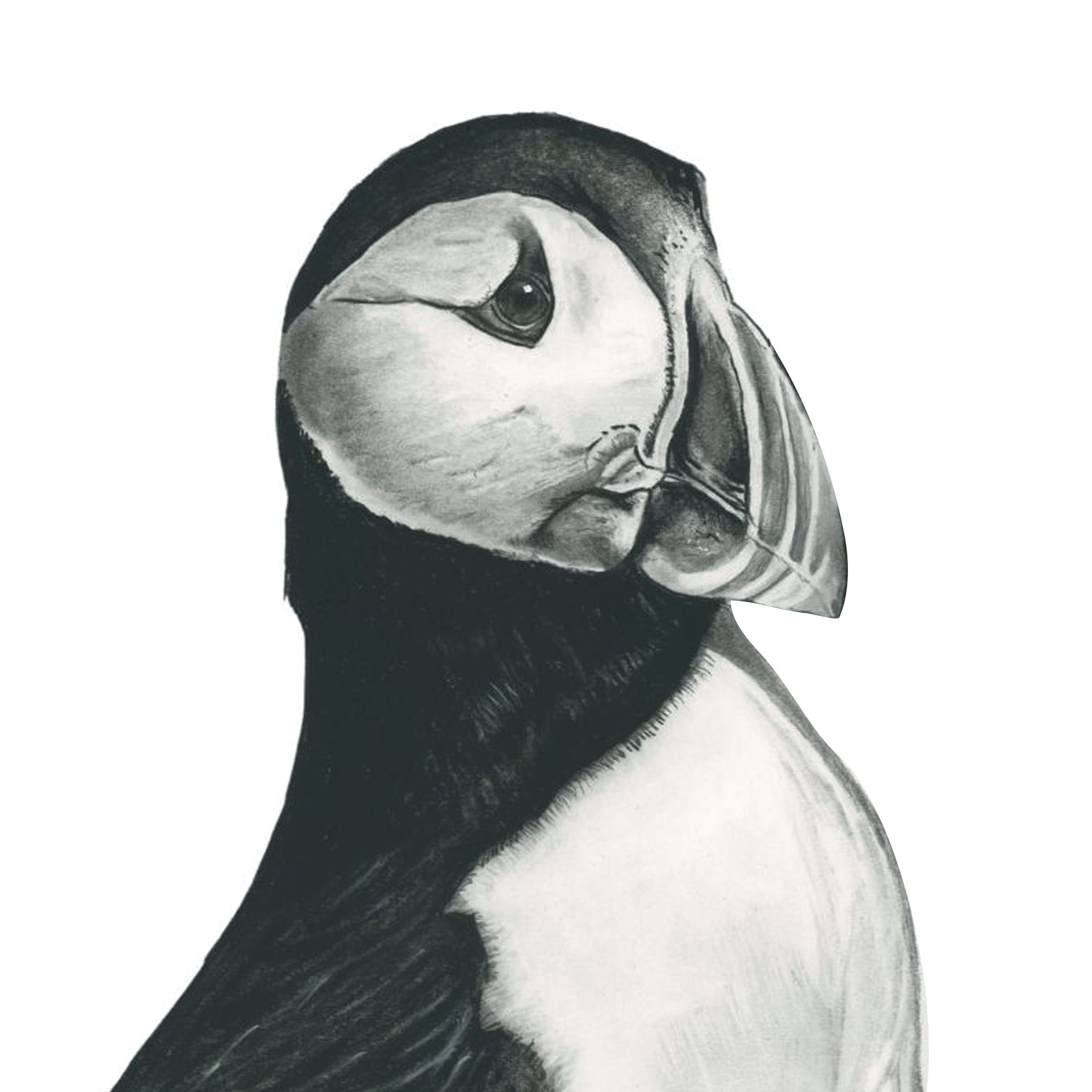 Sort-hvid tegning af en søpapegøje, håndtegnet af Skip Khangurra fra Libra Fine Arts – detaljerig naturillustration med nordisk stemning.
