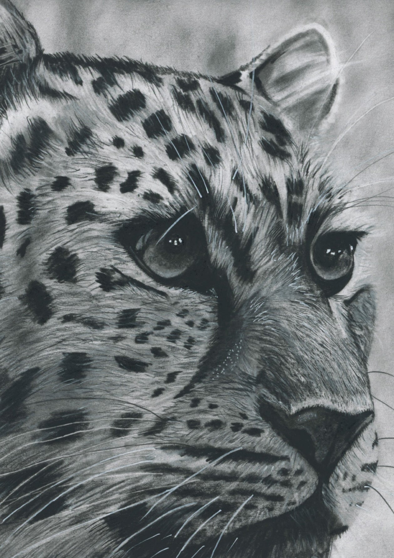 Nærbillede af en leopard i sort-hvid, håndtegnet med grafit og kul af Skip Khangurra fra Libra Fine Arts – intens og detaljeret naturillustration.